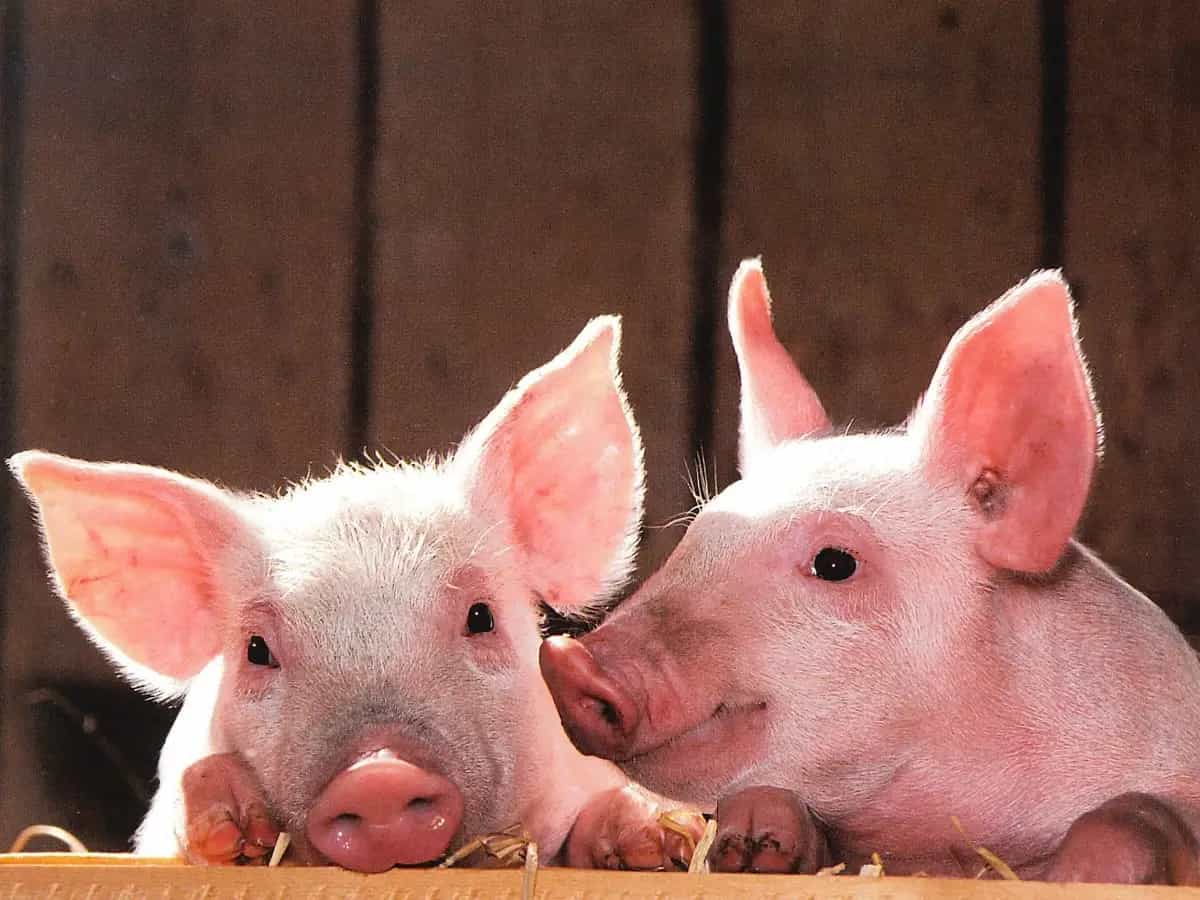 Una ricerca americana ha dimostrato che i maiali possono giocare con i videogiochi
