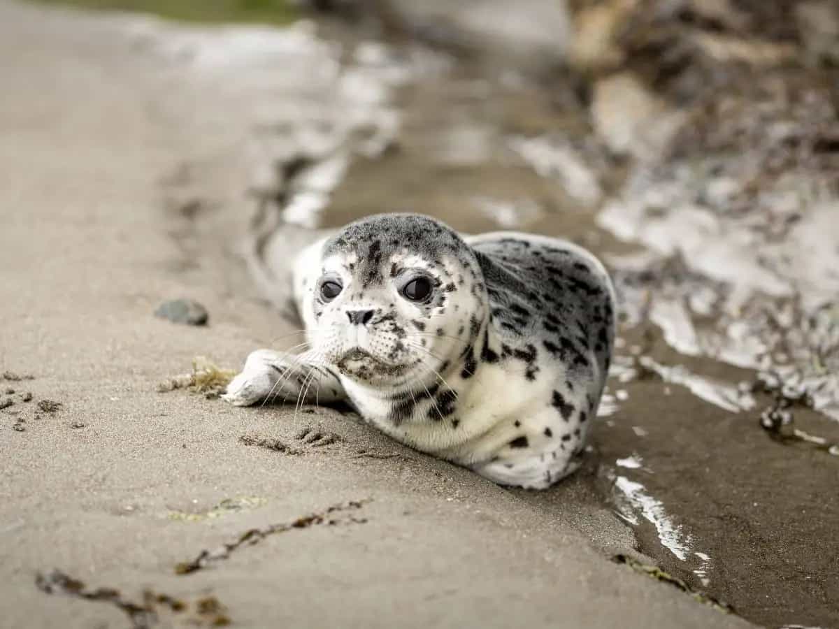 Troppe foche spiaggiate