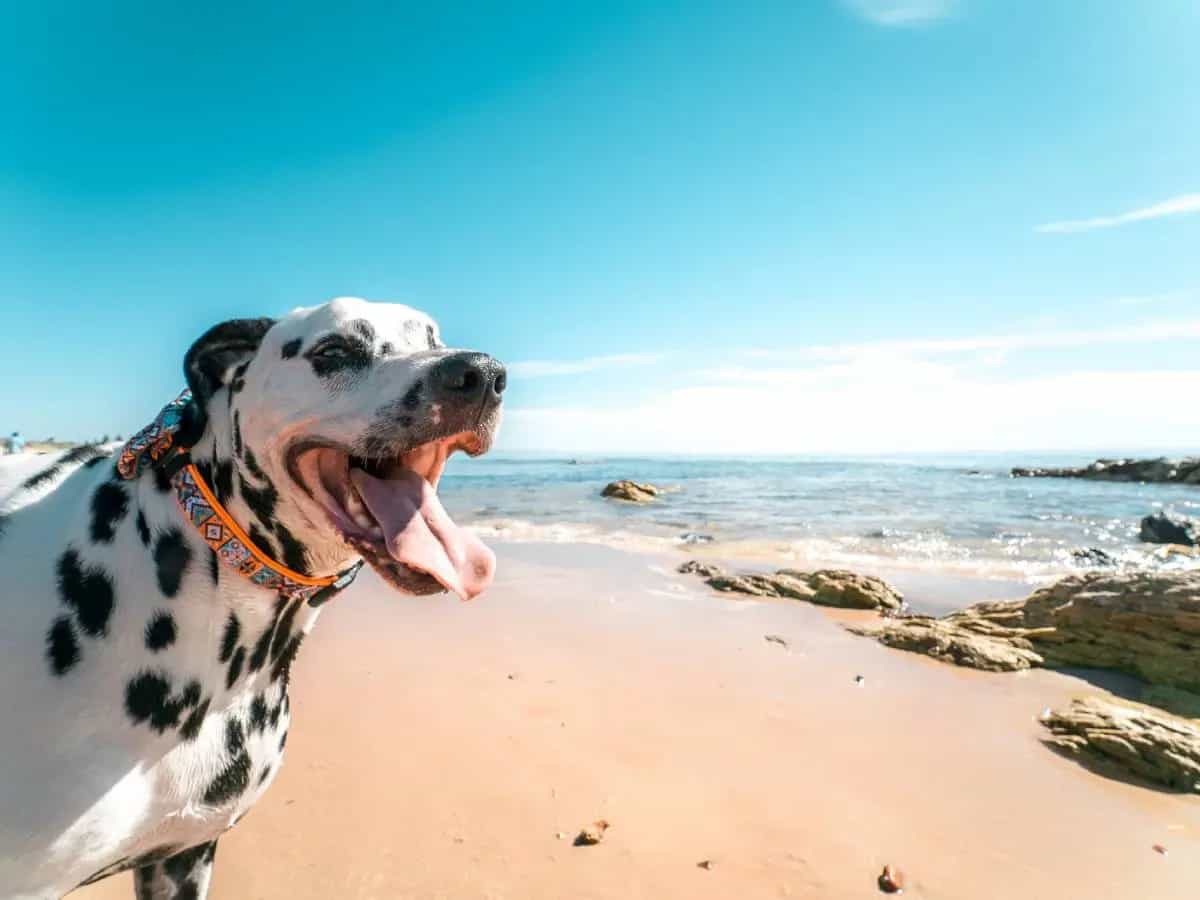 ondate di calore e animali