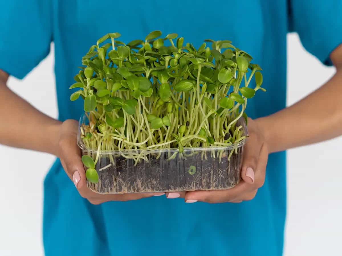 microgreen micro ortaggi