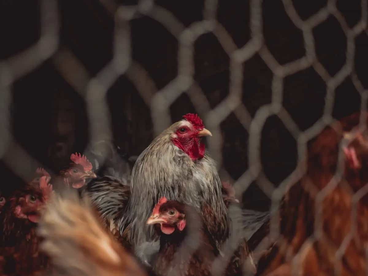 Gabbie per le galline