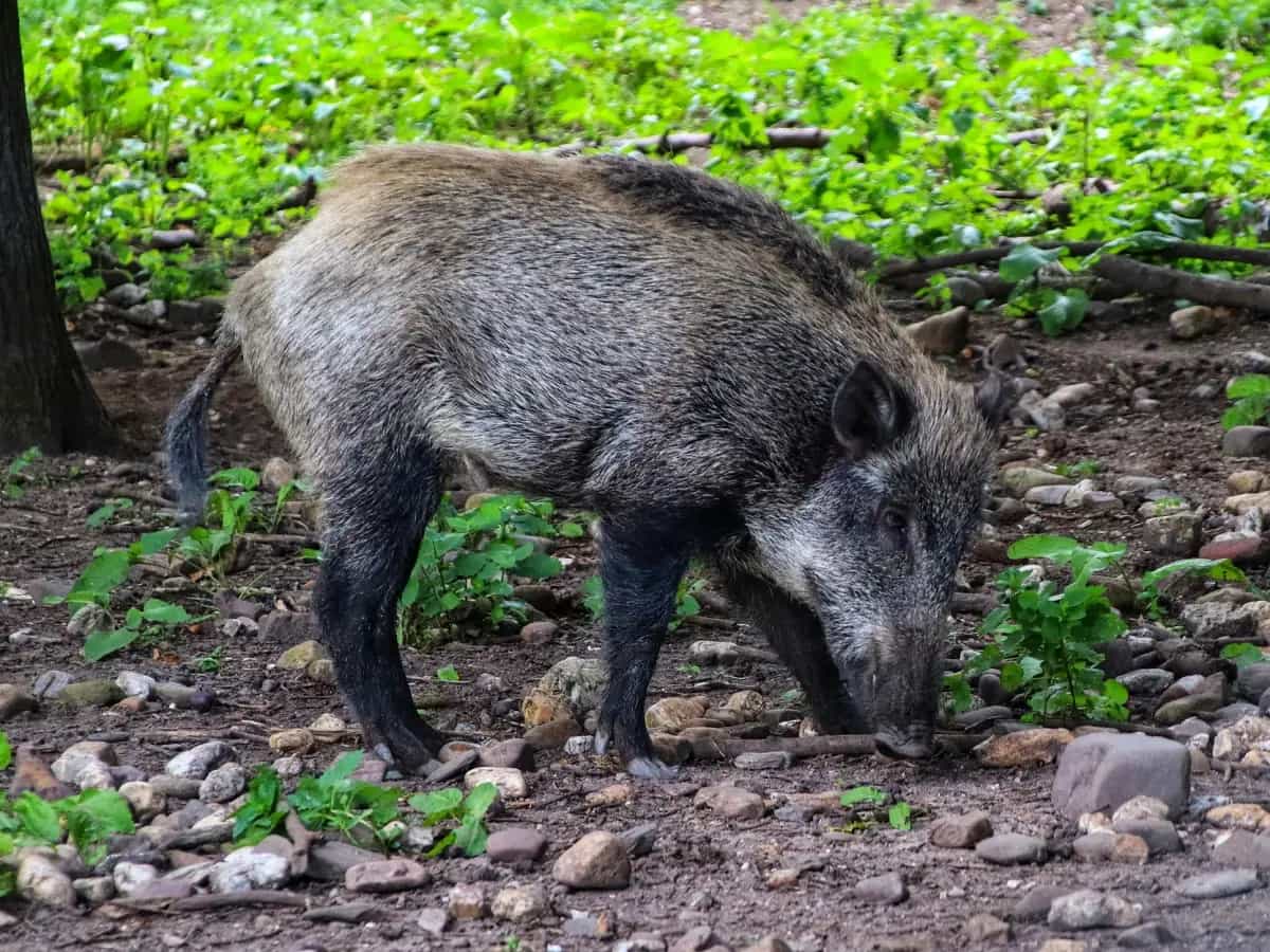 peste suina africana