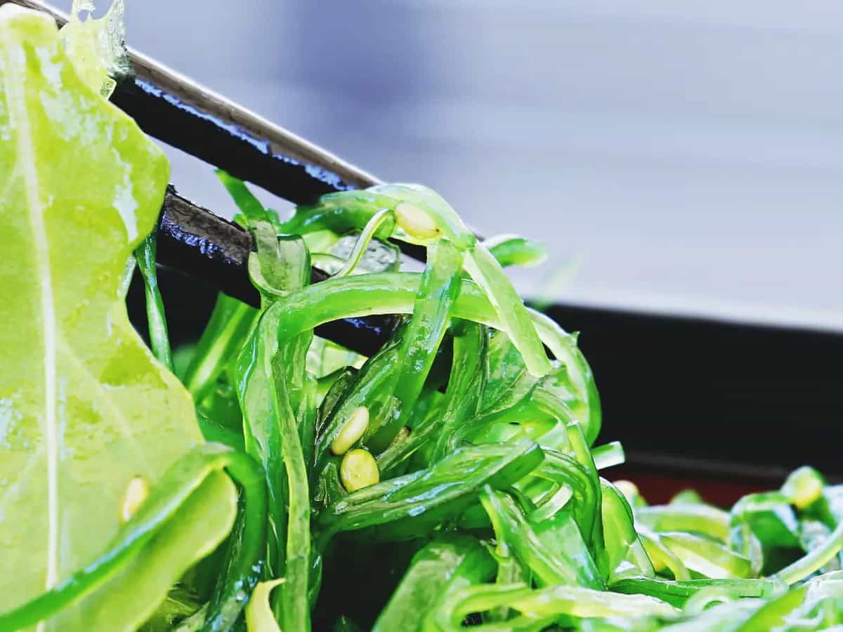 alghe alimentazione