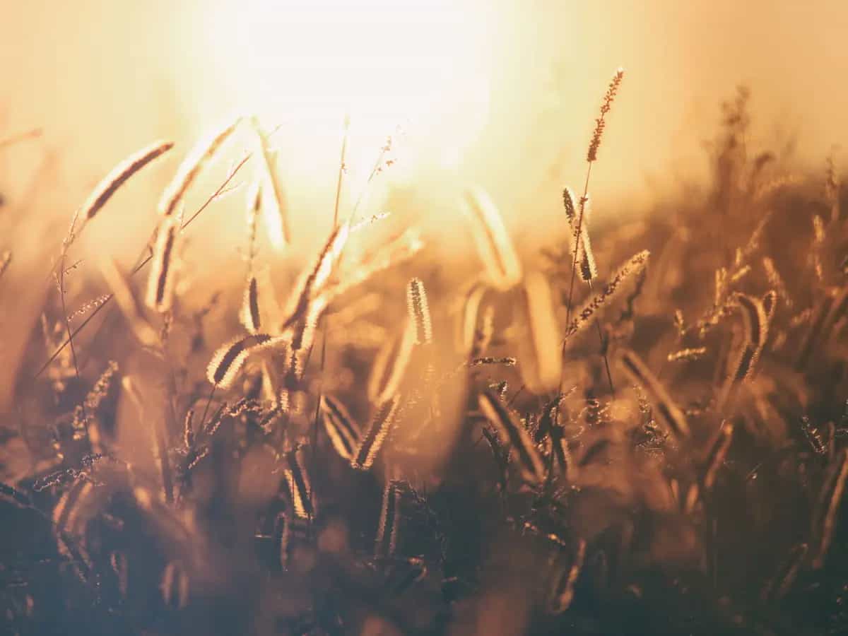 agricoltura rigenerativa