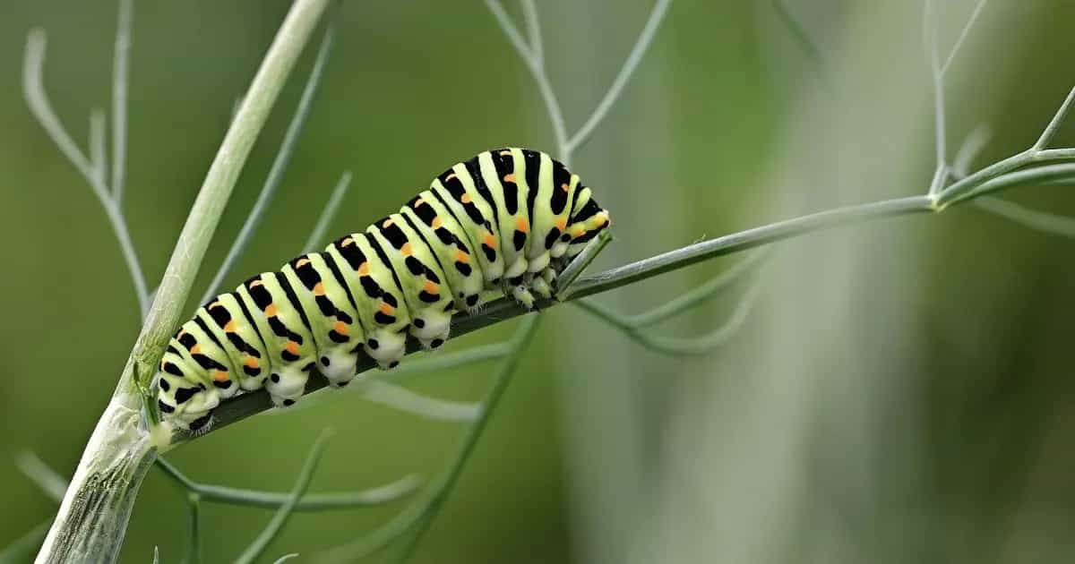 insetti riscaldamento globale fb