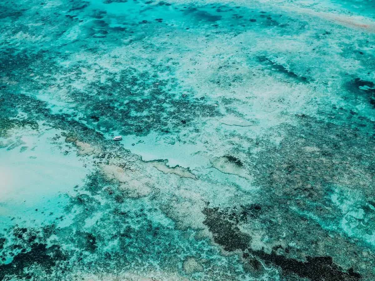 oceani estinzione di massa