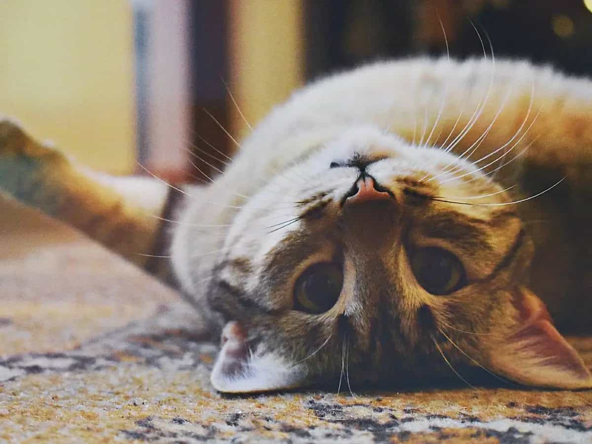 Giornata Internazionale del Gatto