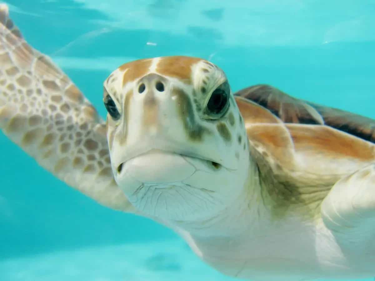 crisi climatica specie marine