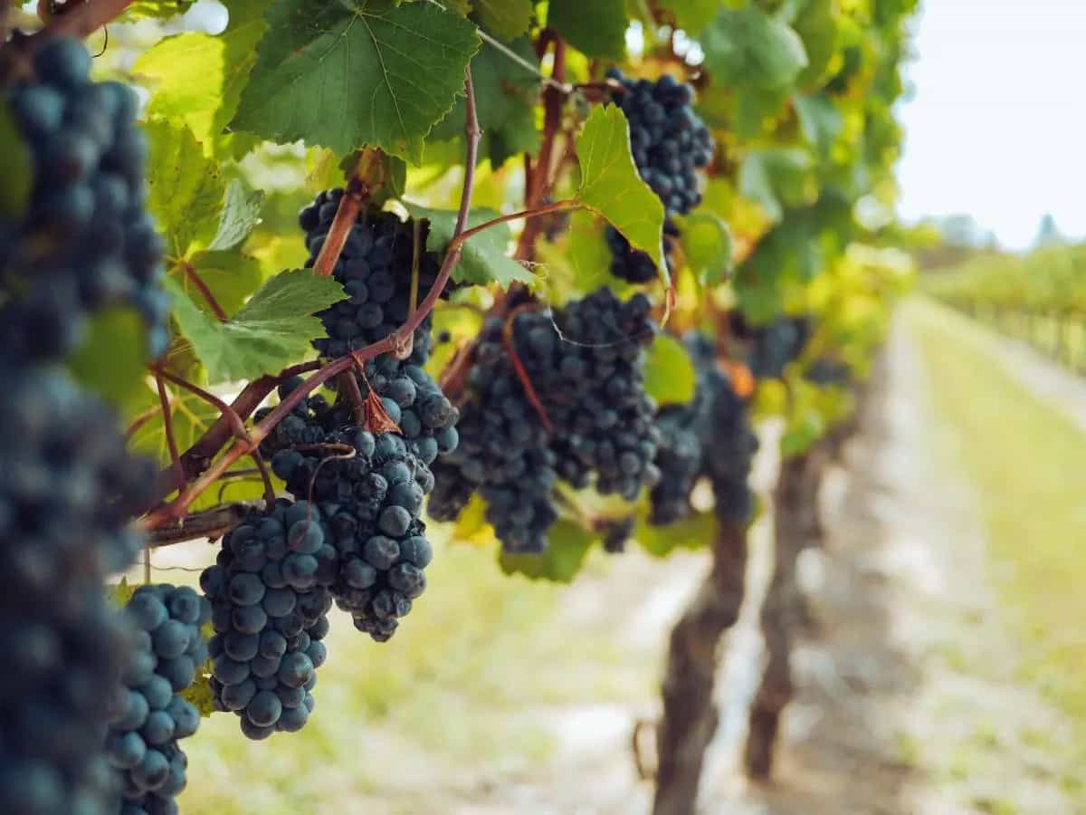 differenza uva fragola americana