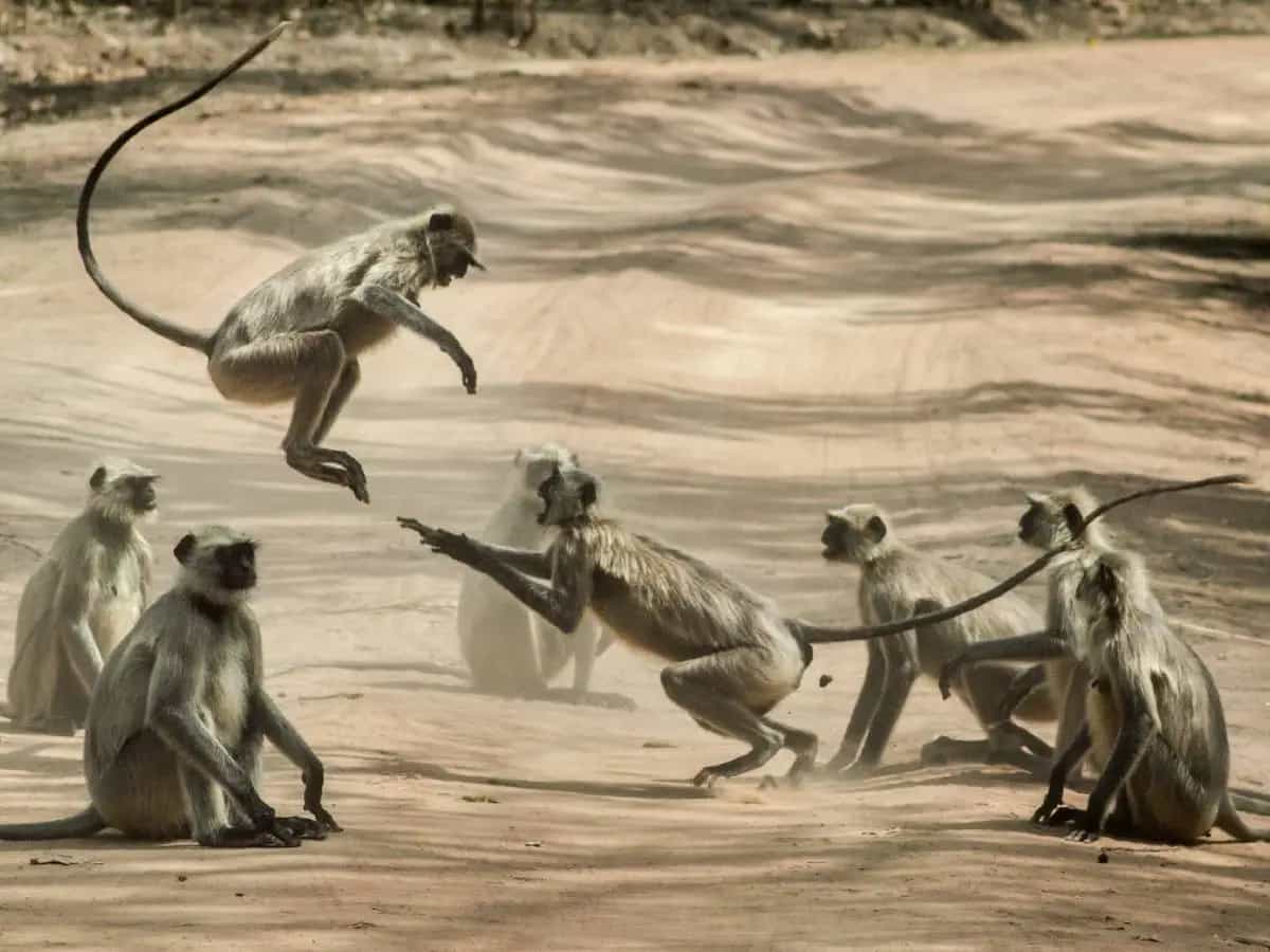 mammiferi cambiamento climatico