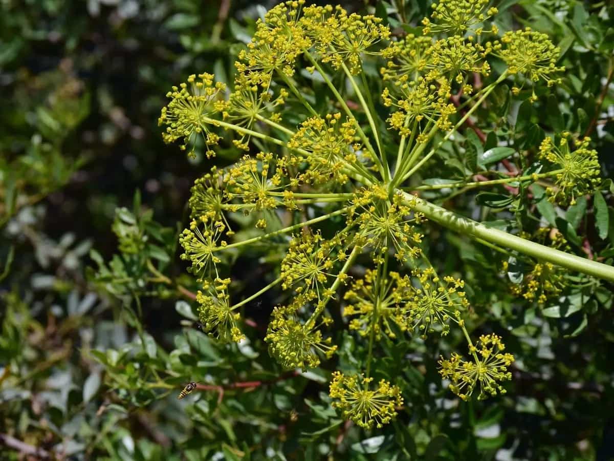 dove trovare finocchietto selvatico