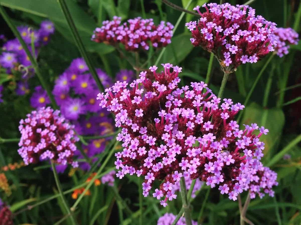 tisana alla verbena benefici