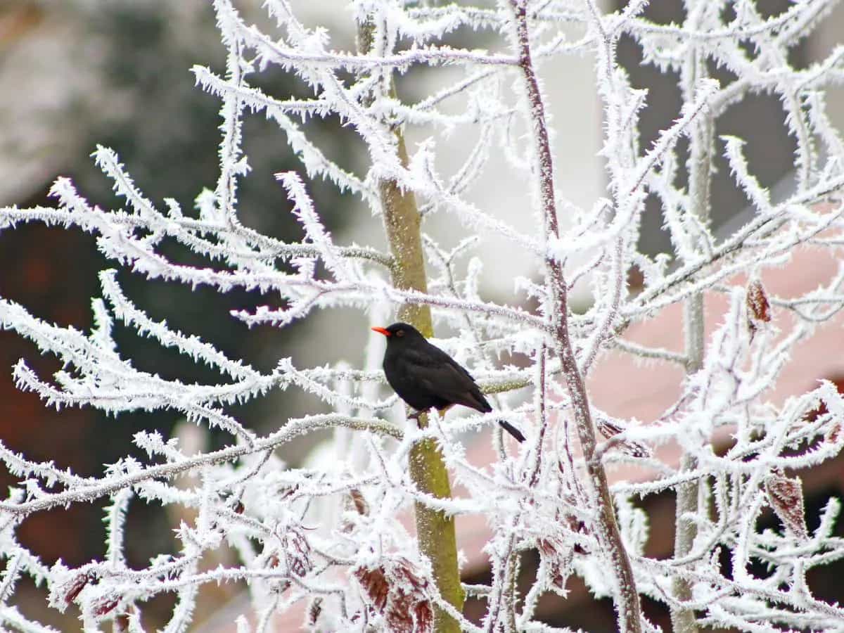 Giorni della Merla leggenda
