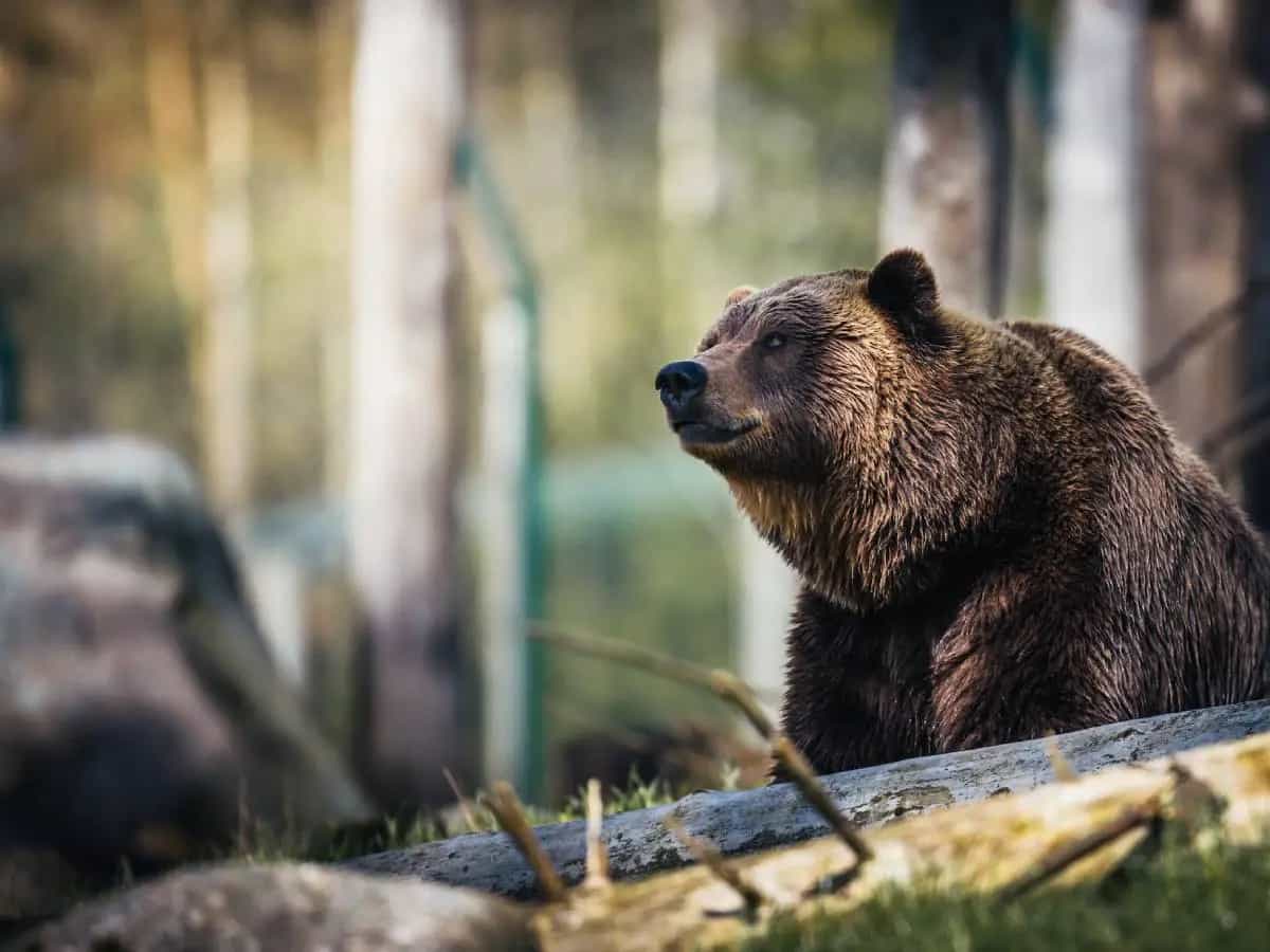 marchio Bear Friendly