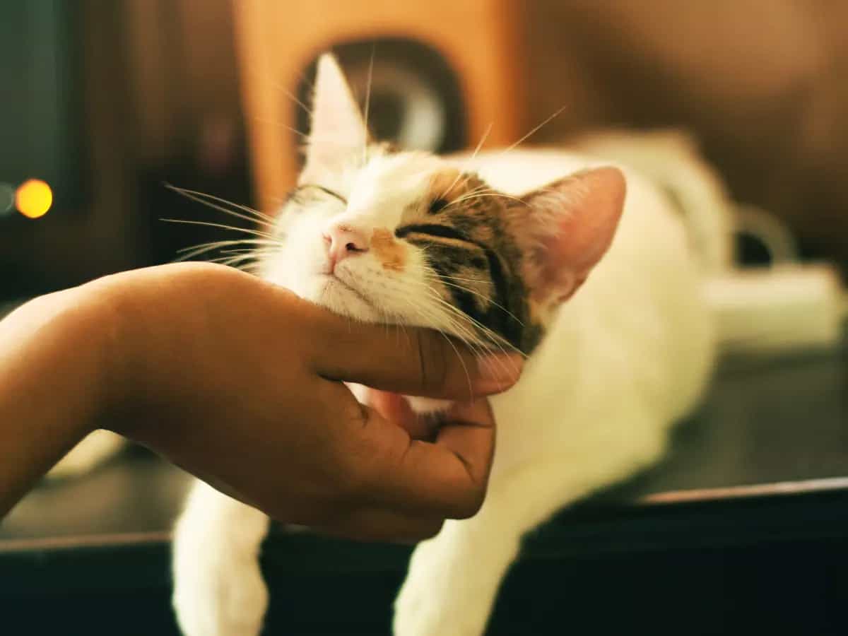 gatto segnali di amore