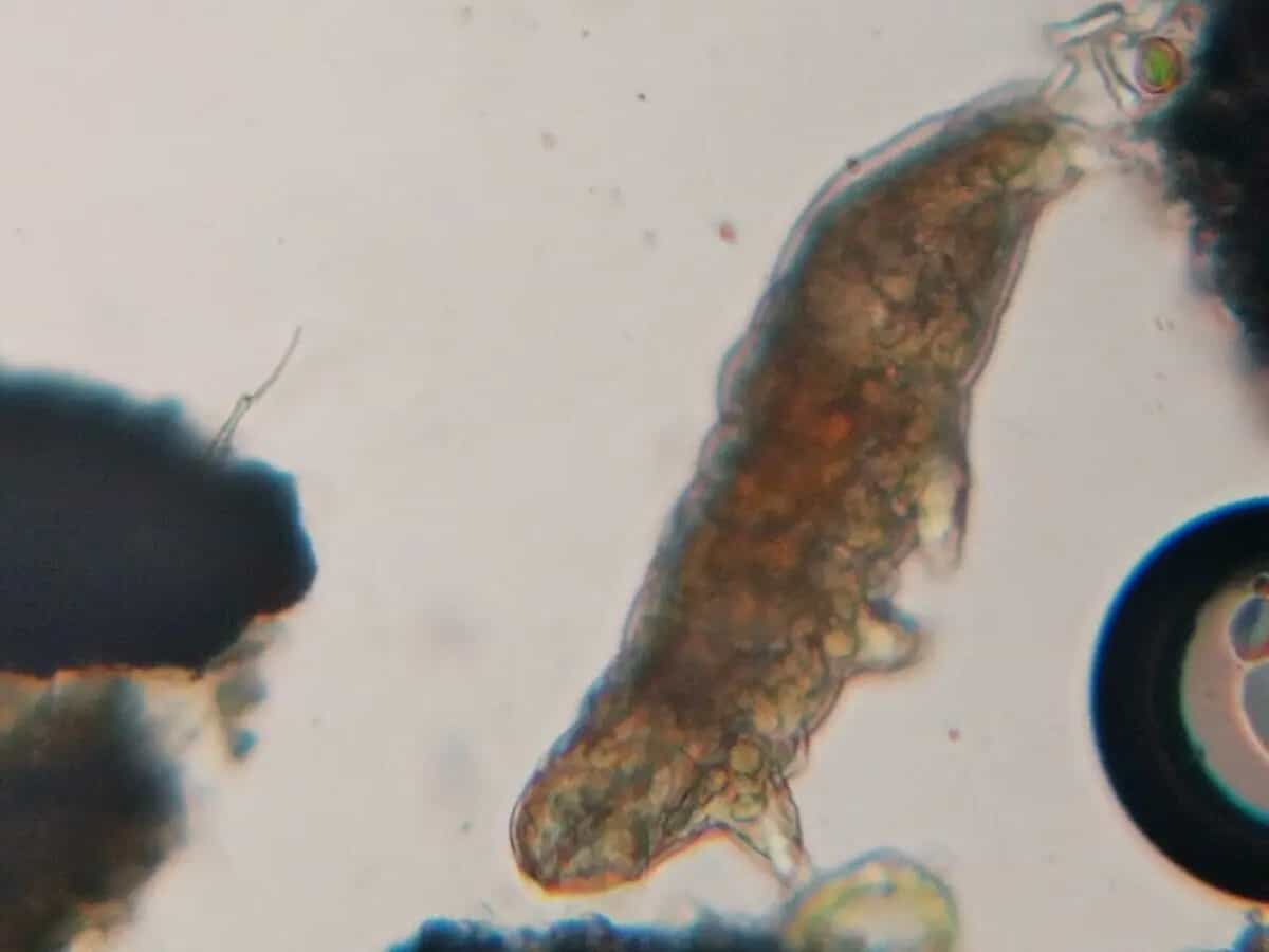 orsetto d'acqua caratteristiche