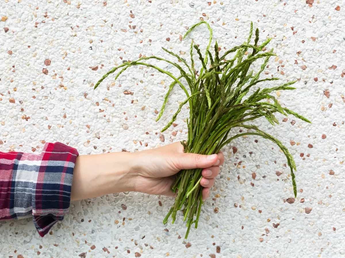 asparagi selvatici