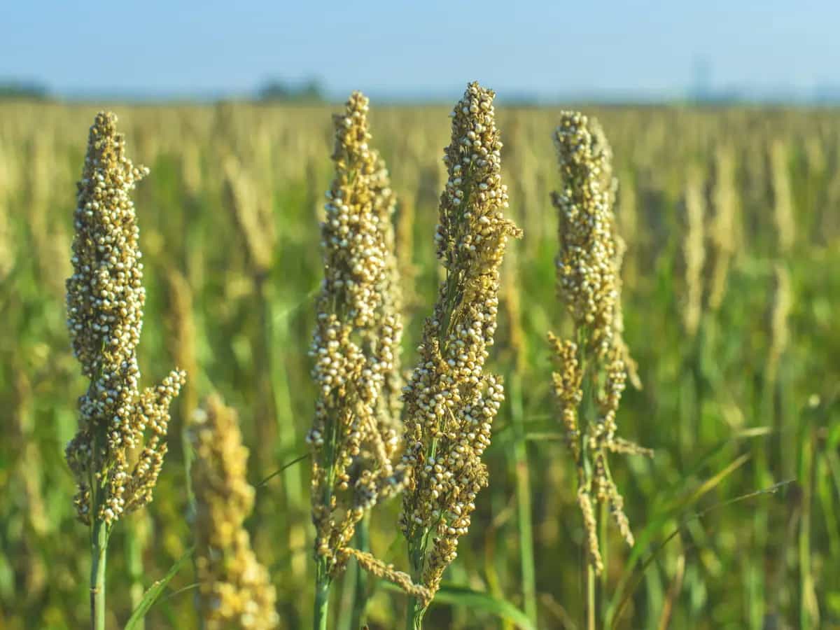 colture resistenti siccita