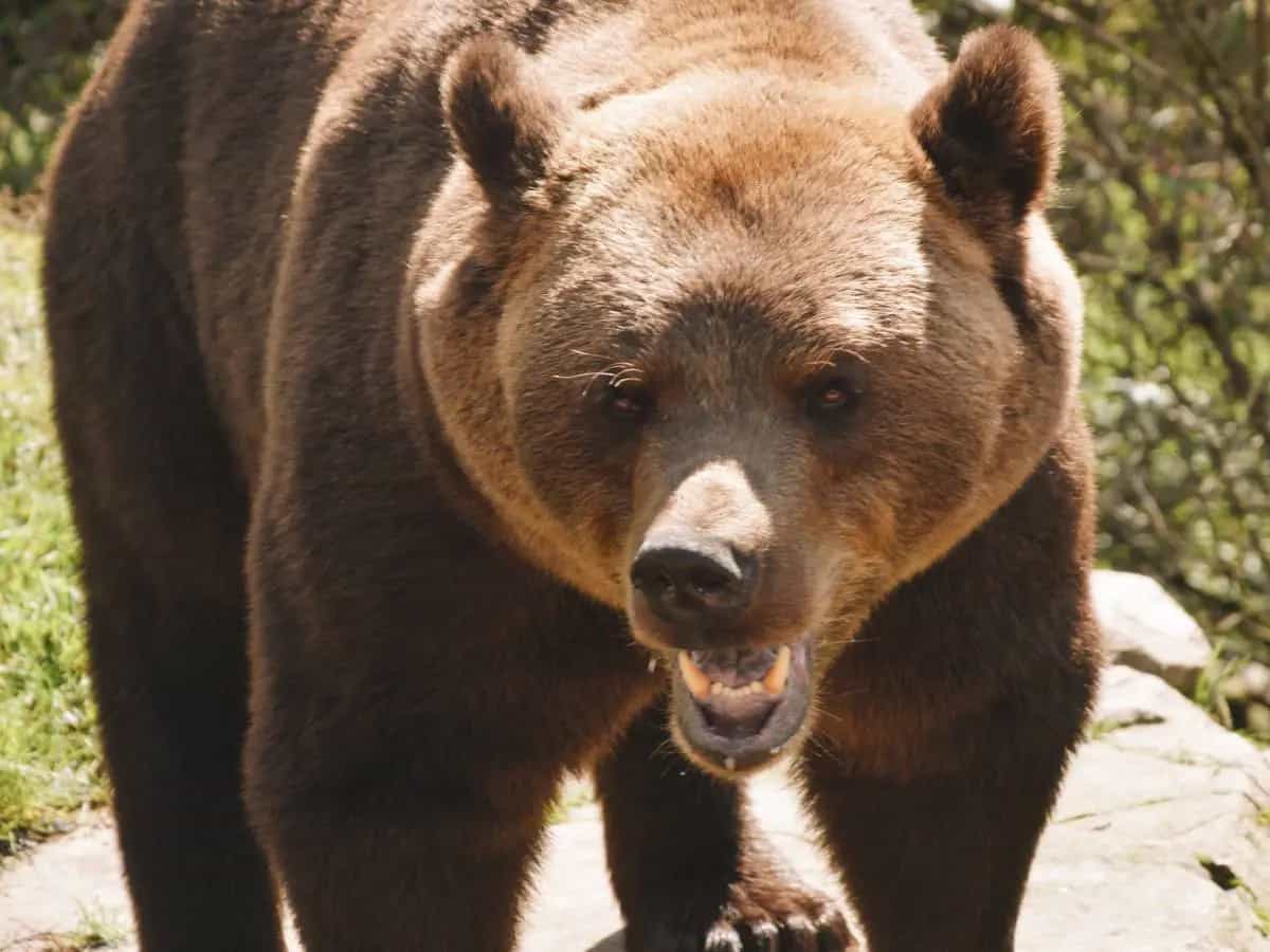 convivenza uomo orso