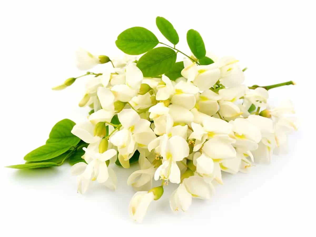fiori acacia usi