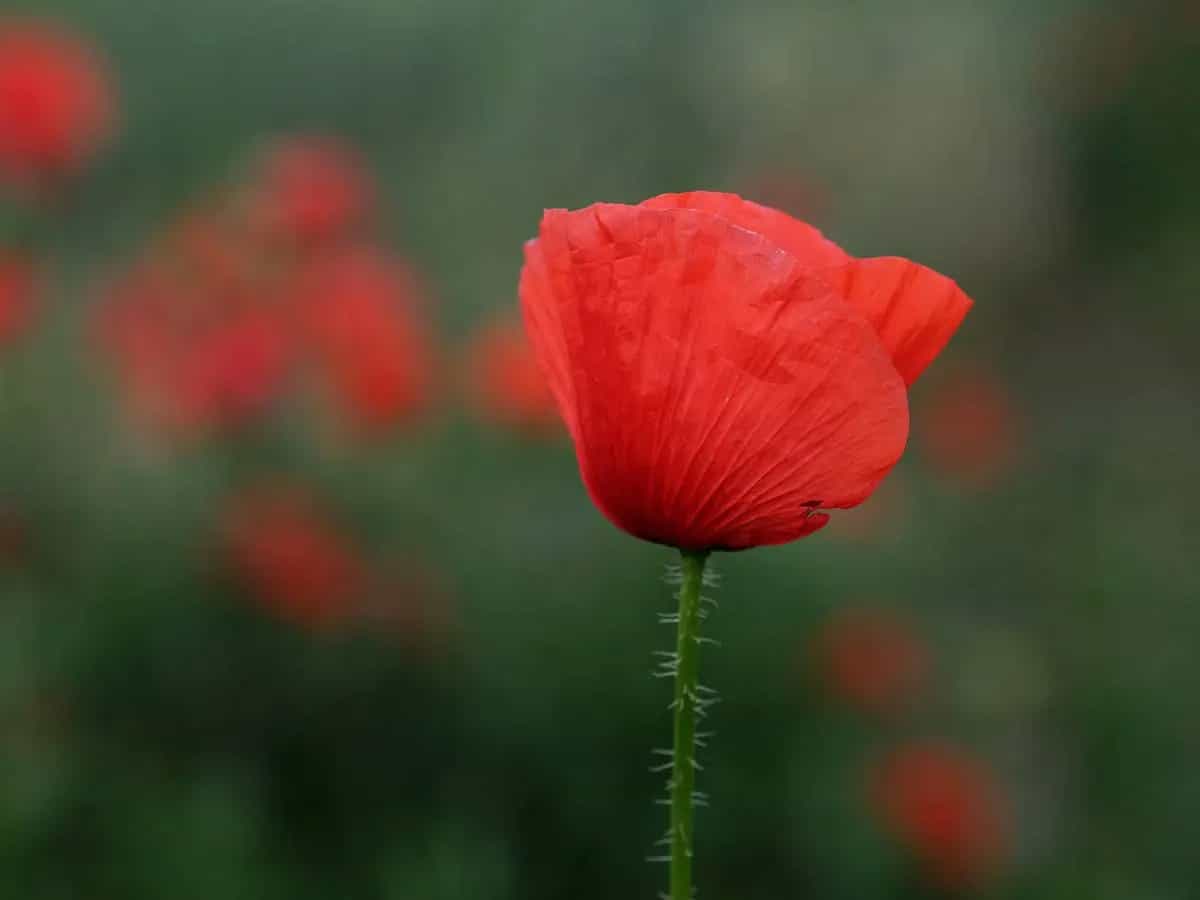 papavero significato