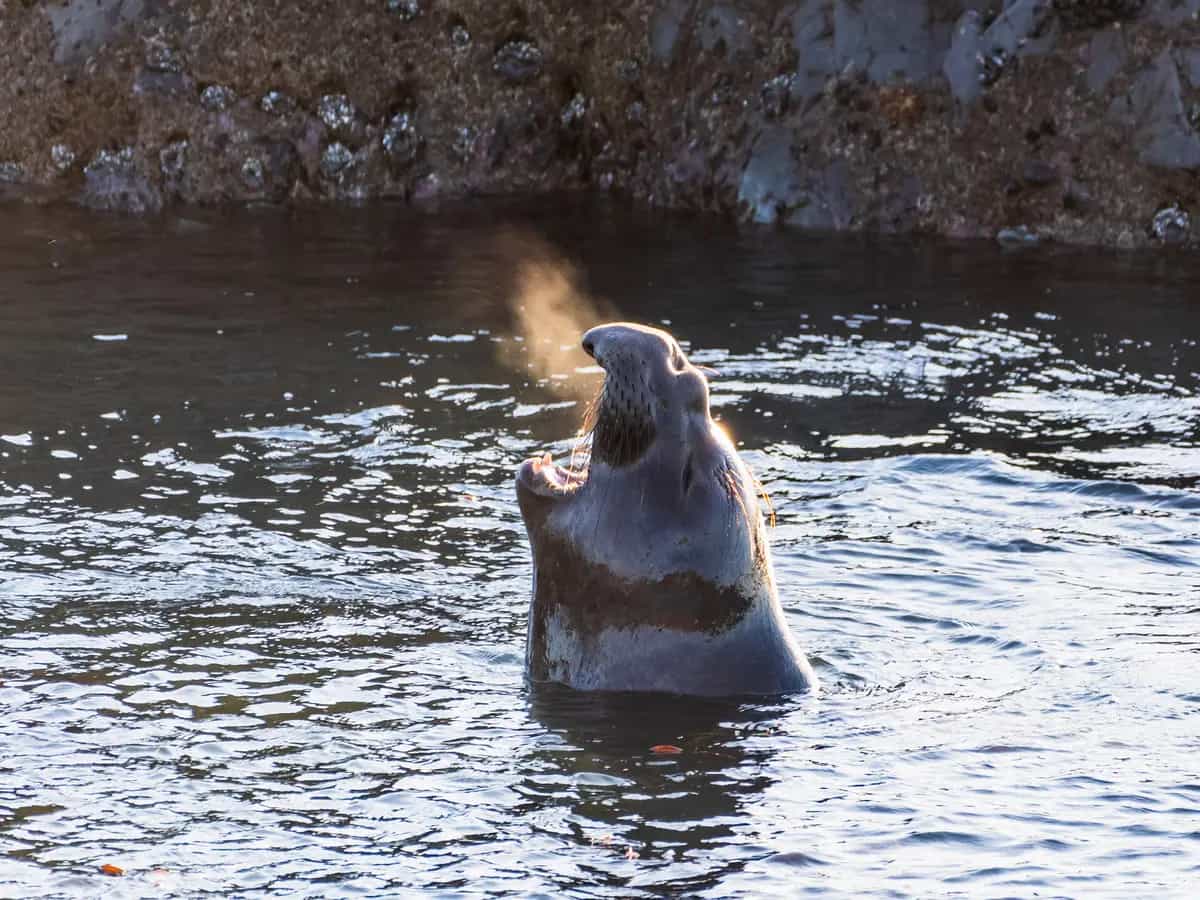 Elefante marino sonno