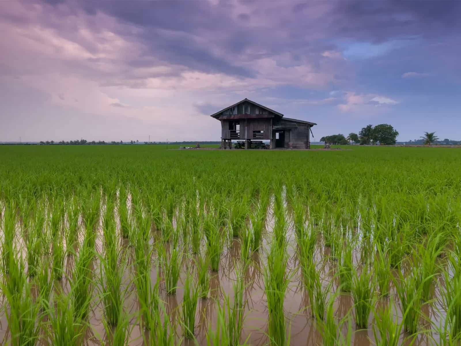 Riso cinese in acqua salata per sfamare il pianeta