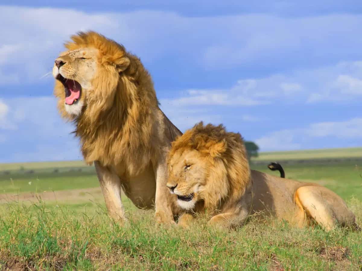 Hamburger leone carne provetta