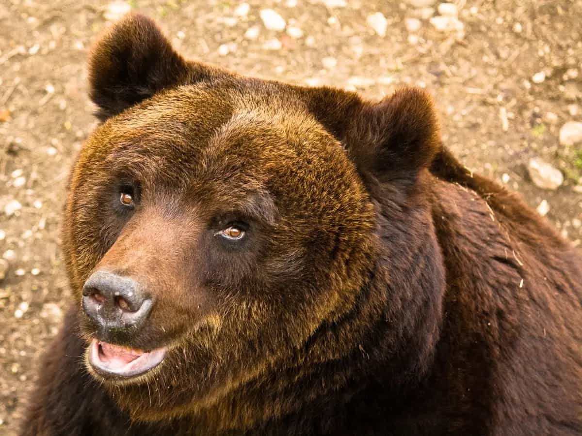 orso morto abruzzo