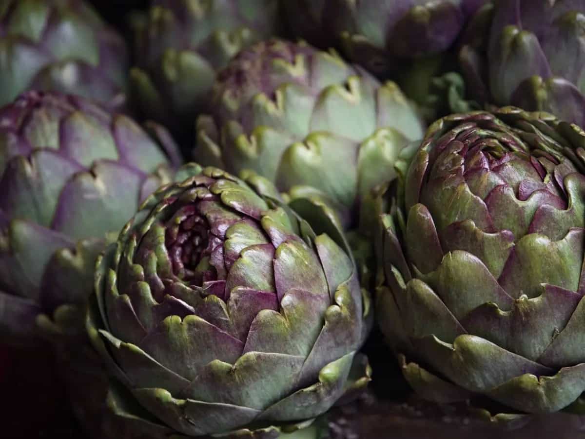 differenza carciofo giudia