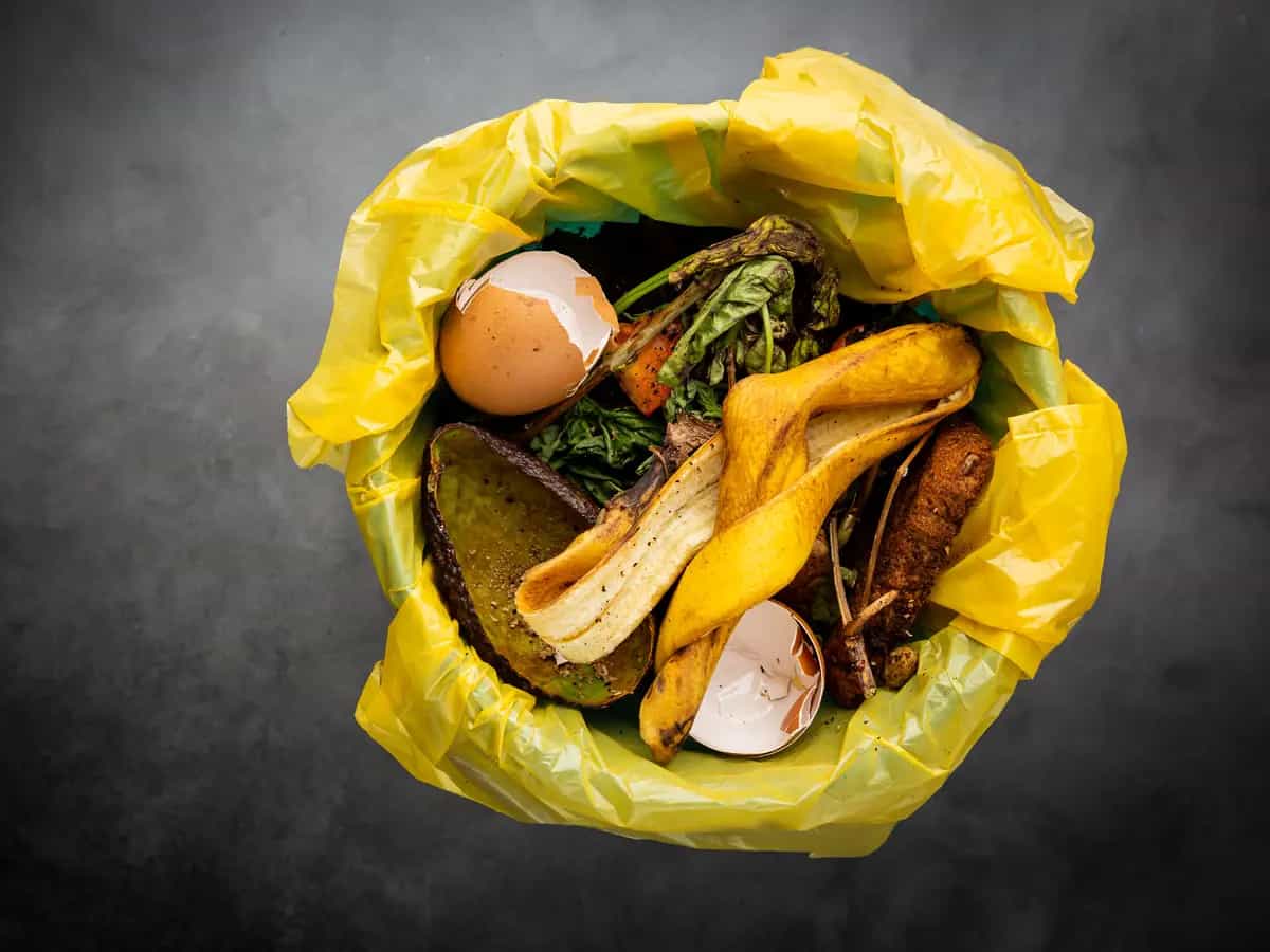 differenza umido e organico